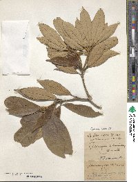 Quercus gilva image