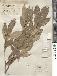 Quercus gilva image