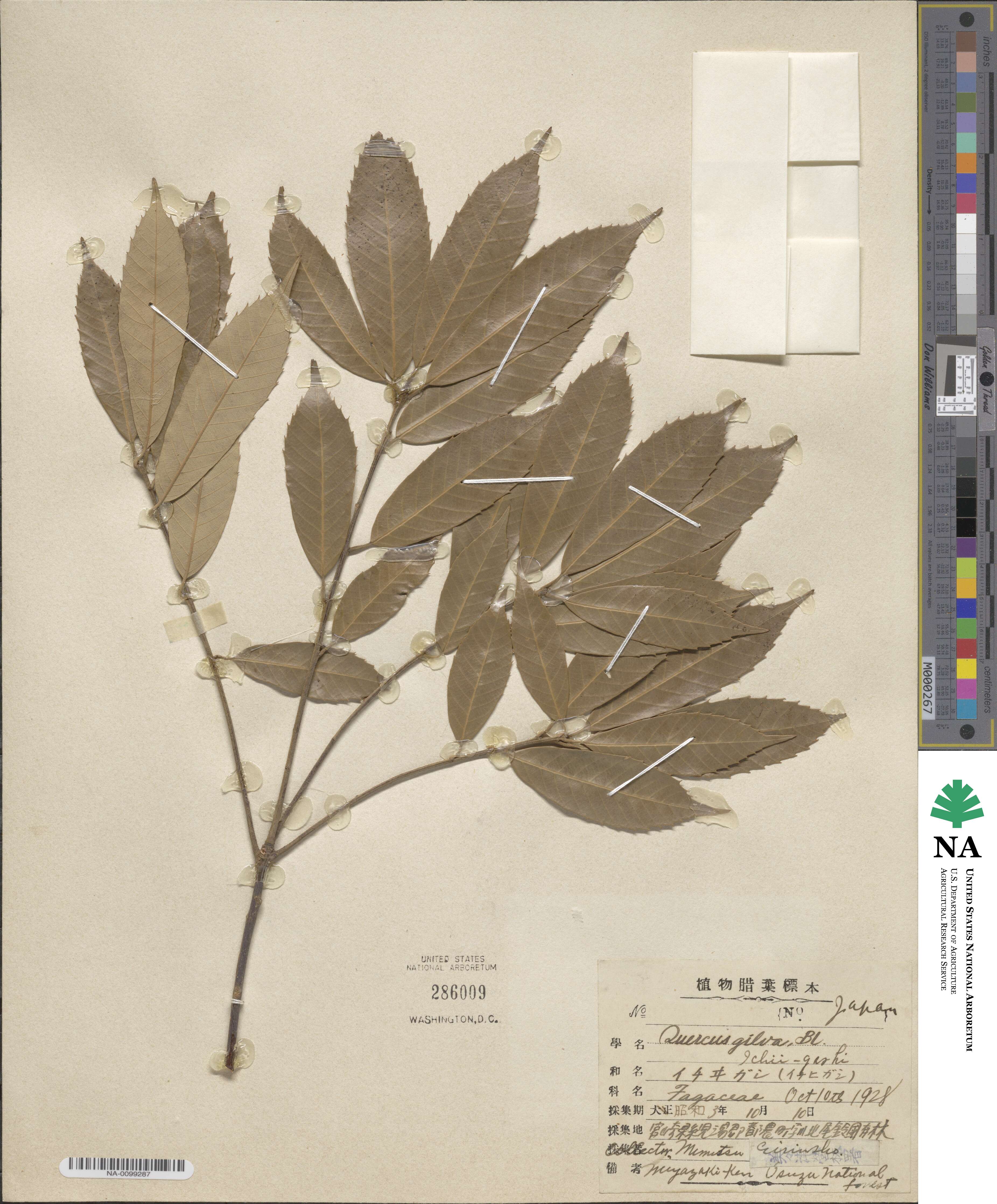 Quercus gilva image