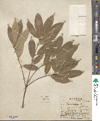 Quercus gilva image