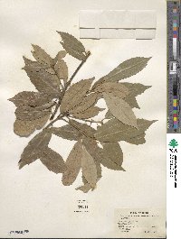 Quercus gilva image