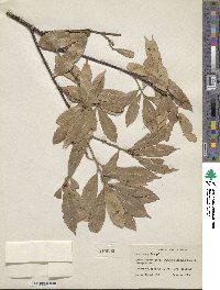 Quercus gilva image