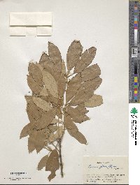 Quercus gilva image