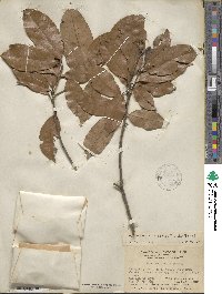 Quercus glabra image