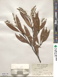 Quercus glabra image