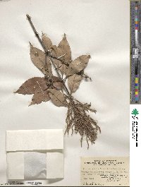 Quercus glabra image