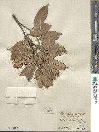 Quercus glabra image