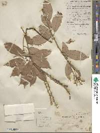 Quercus glabra image