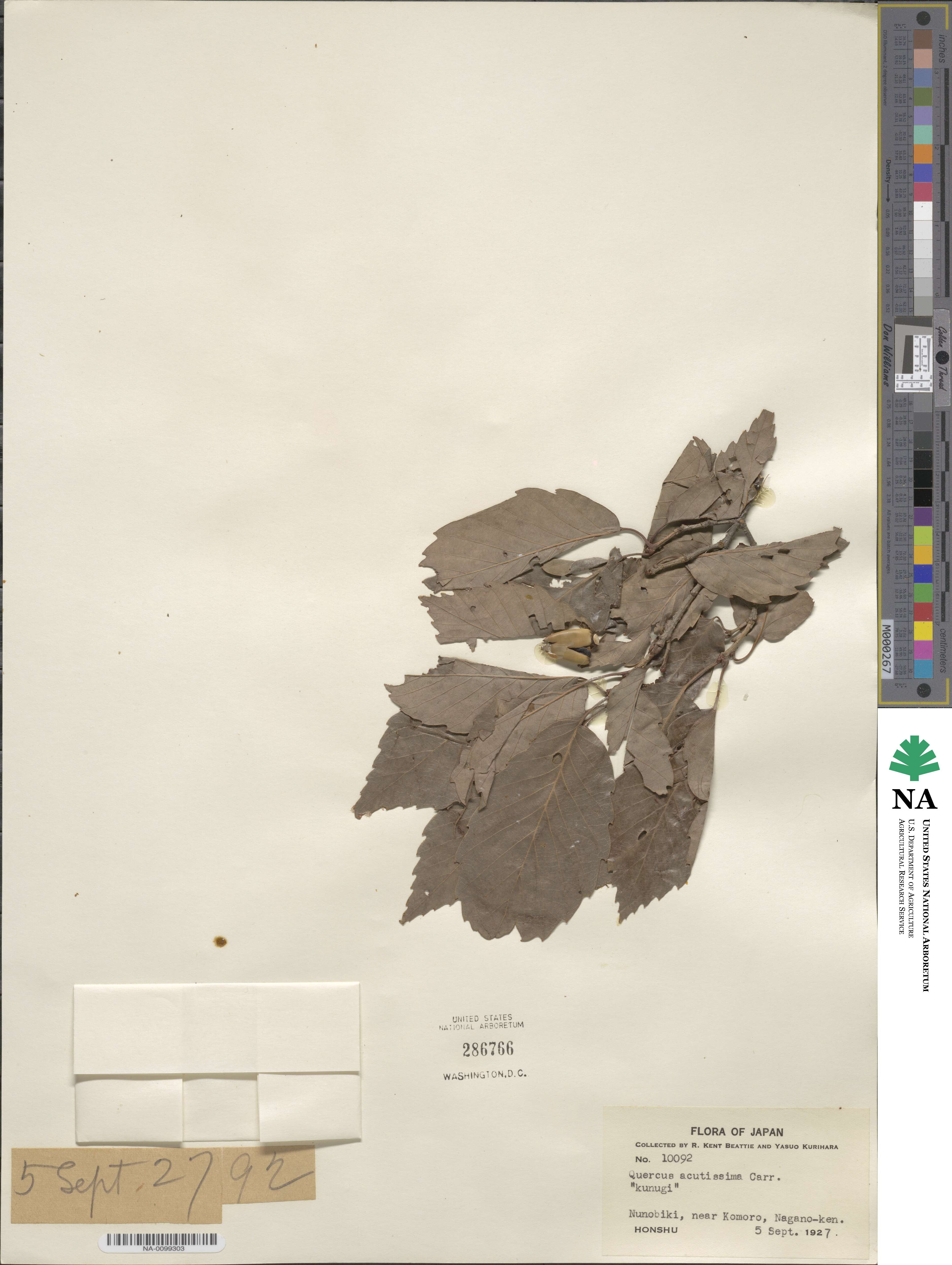 Quercus acutissima image