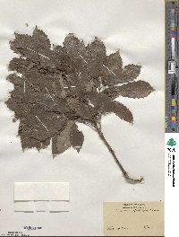 Quercus serrata image