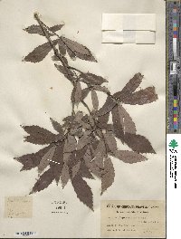 Quercus serrata image