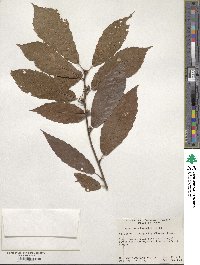 Quercus serrata image