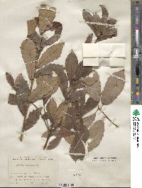 Quercus serrata image