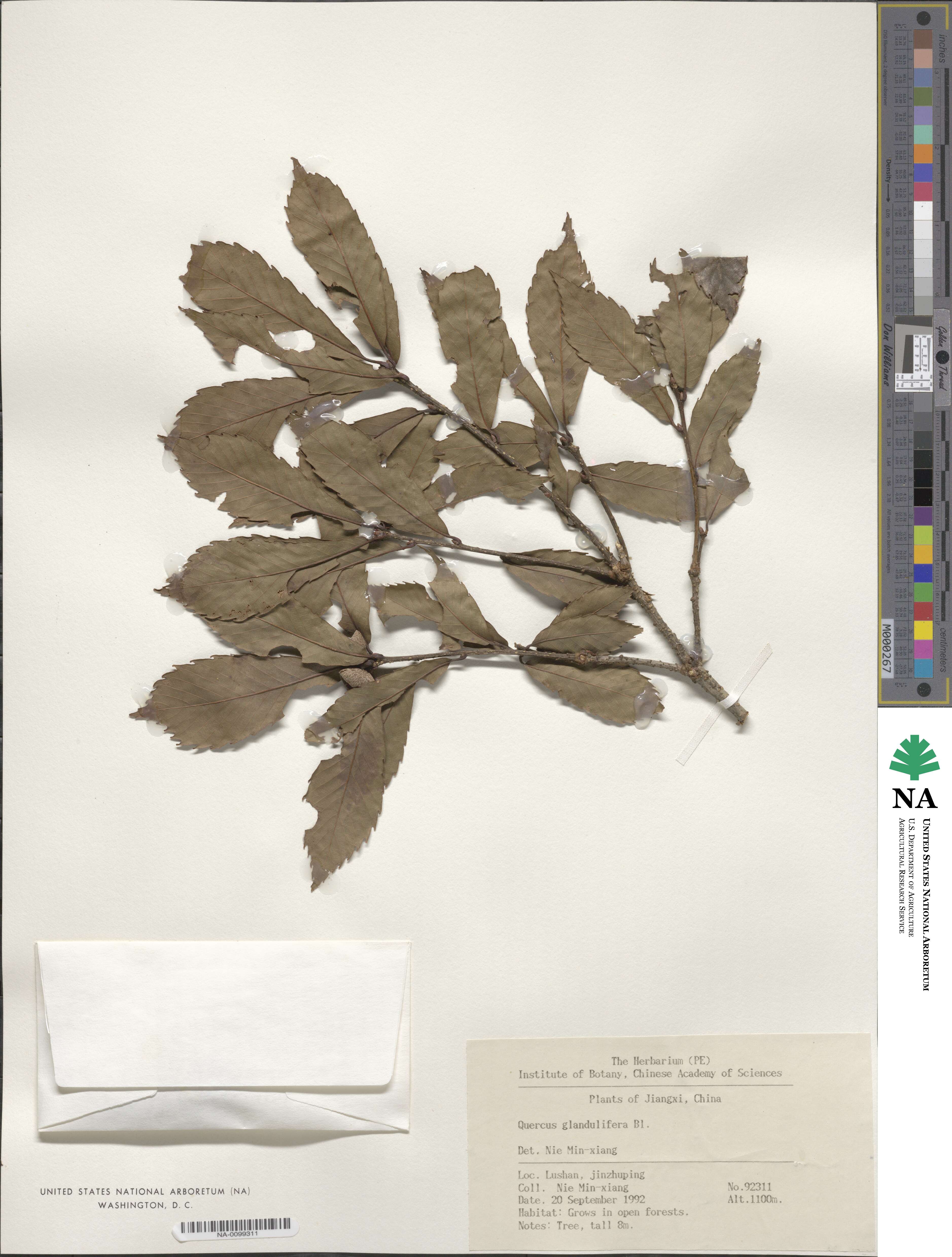 Quercus serrata image