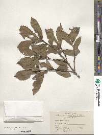 Quercus serrata image