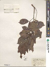 Quercus serrata image