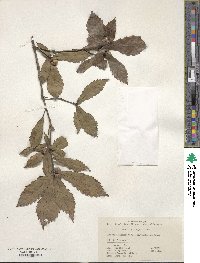 Quercus serrata image