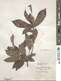 Quercus serrata image