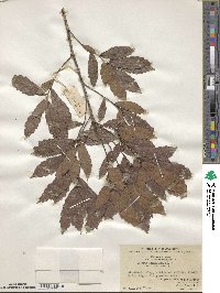 Quercus serrata image