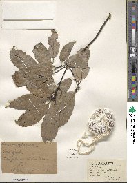 Quercus glauca image