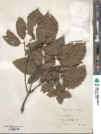 Quercus glauca image