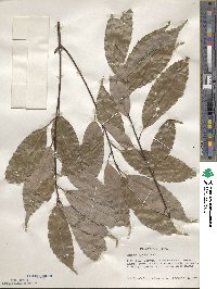 Quercus glauca image