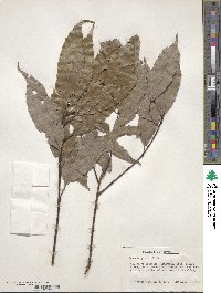 Quercus glauca image