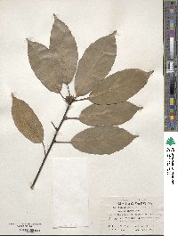 Quercus glauca image