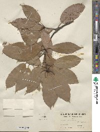 Quercus glauca image