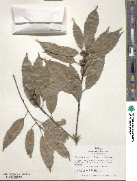 Quercus glauca image