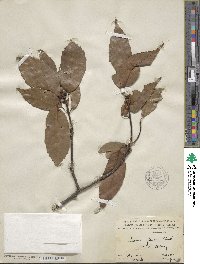 Quercus glauca image