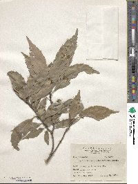 Quercus glauca image