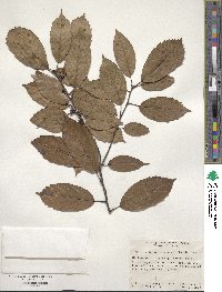 Quercus glauca image