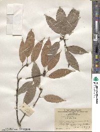 Quercus glauca image