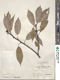 Quercus glauca image