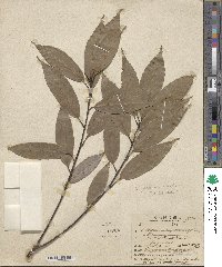 Quercus glauca image