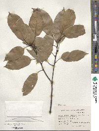 Quercus glauca image