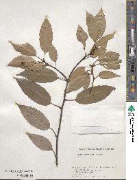 Quercus glauca image