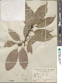 Quercus glauca image