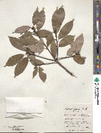 Quercus glauca image