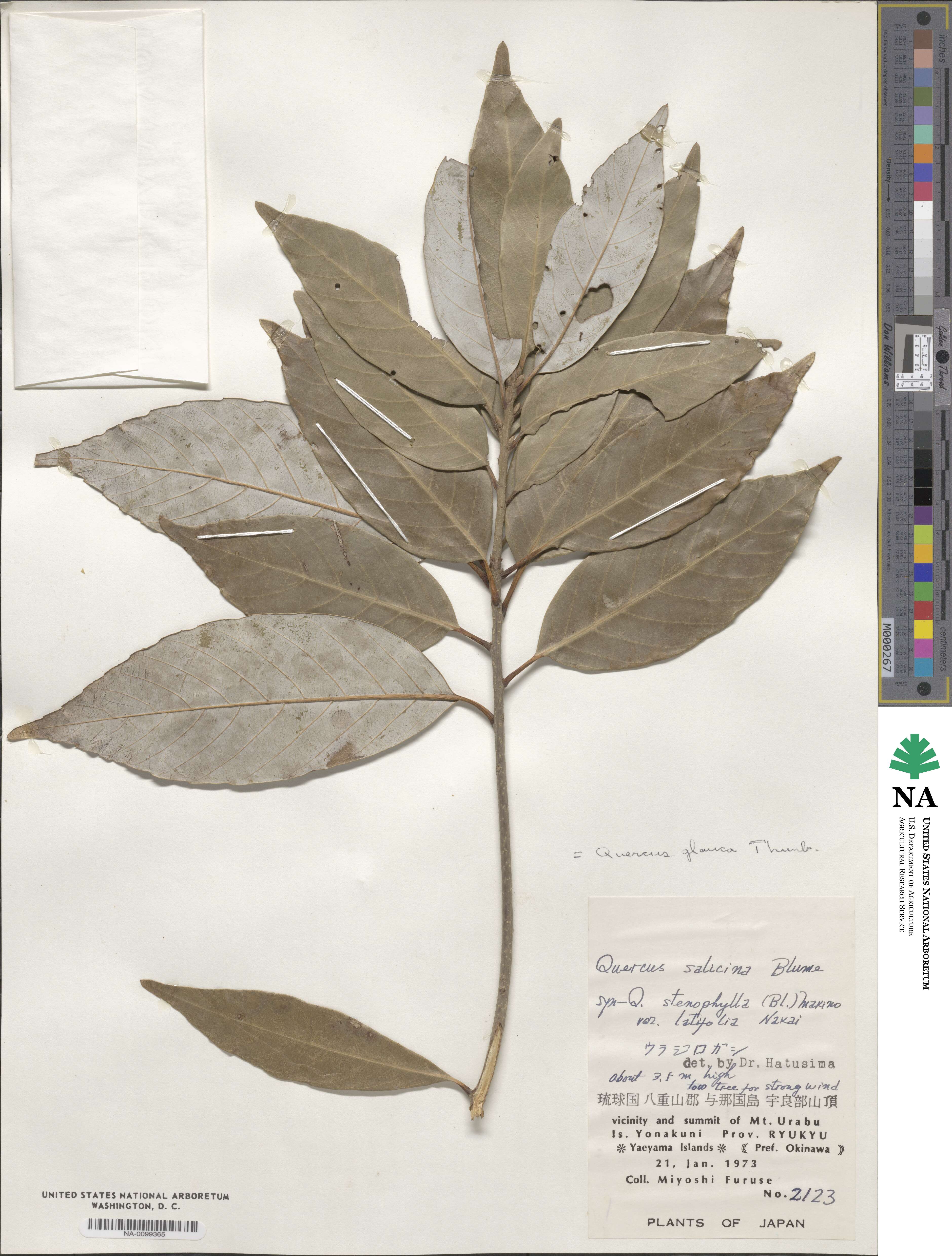 Quercus glauca image