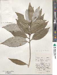 Quercus glauca image