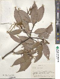 Quercus glauca image