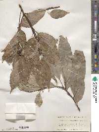 Quercus glauca image