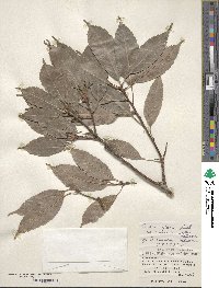 Quercus glauca image