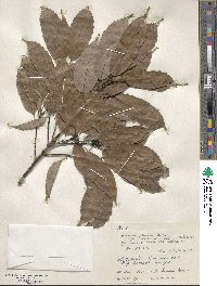 Quercus glauca image