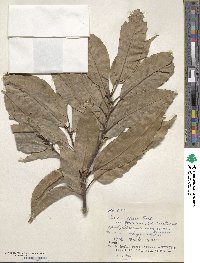 Quercus glauca image