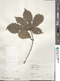 Quercus griffithii image