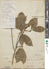 Lithocarpus corneus image