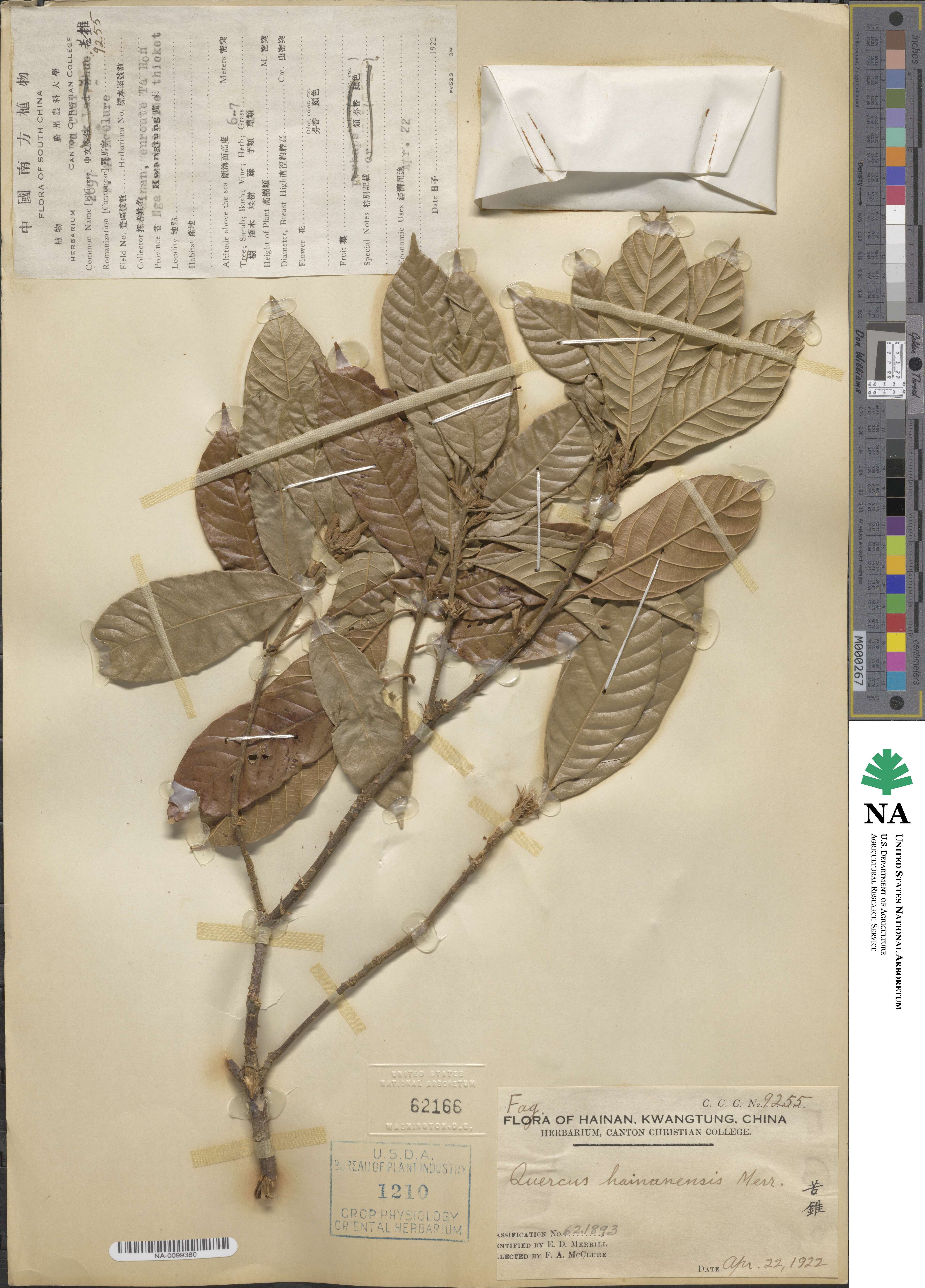 Lithocarpus corneus var. hainanensis image